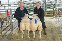 Champion Sheep (2)